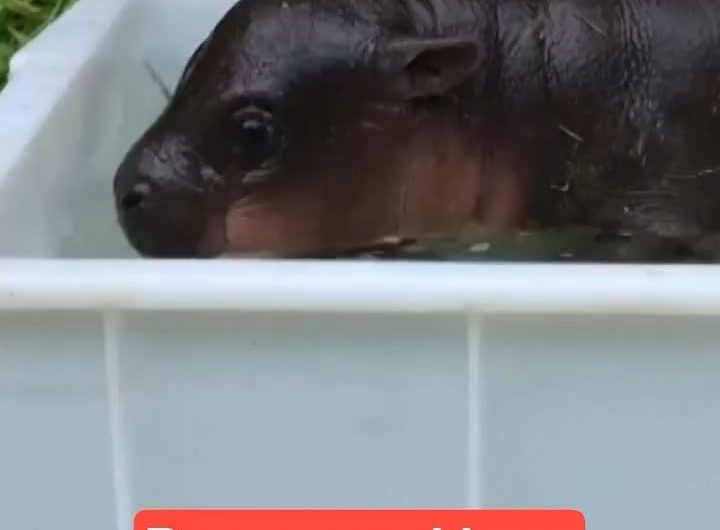 A rare female pygmy hippo born at Berlin Zoo recently enjoyed her first outdoor bath