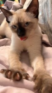 A relaxed siamese cat