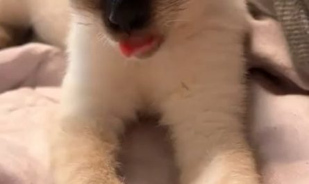 A relaxed siamese cat