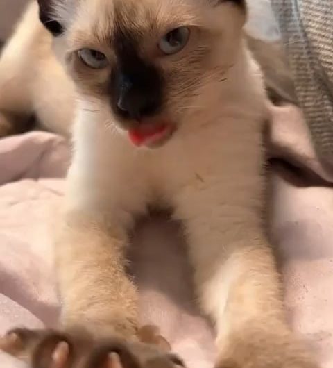 A relaxed siamese cat