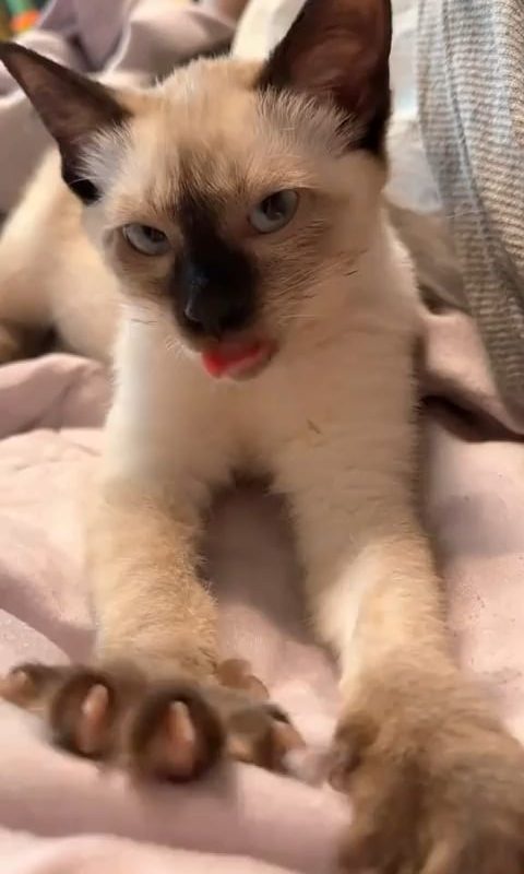 A relaxed siamese cat