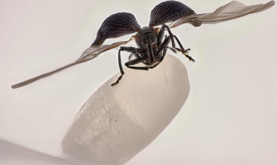 A rice weevil with its wings spread, photographed on a single grain of rice