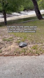 A soft shell turtle runs to the water