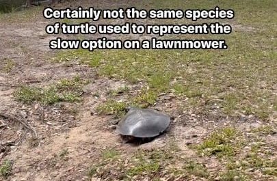 A soft shell turtle runs to the water