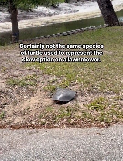 A soft shell turtle runs to the water