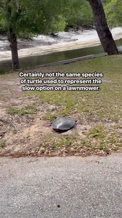 A soft shell turtle runs to the water