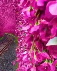 A stunning bougainvillea tunnel in Taiwan