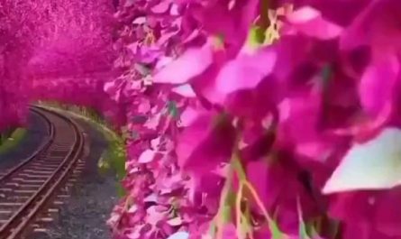 A stunning bougainvillea tunnel in Taiwan