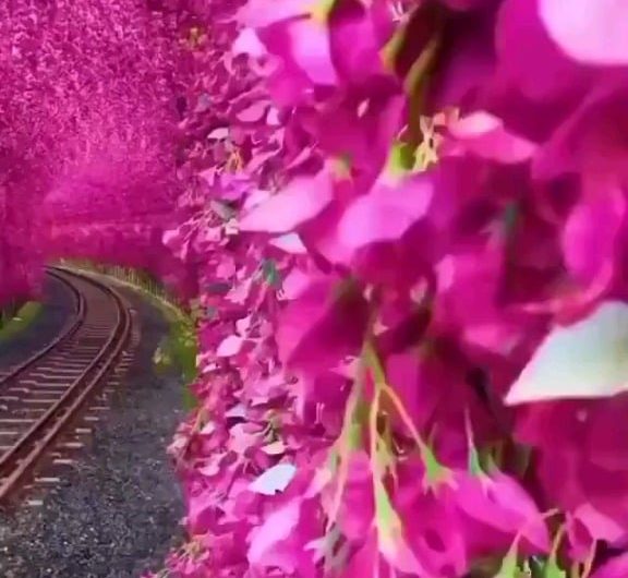 A stunning bougainvillea tunnel in Taiwan