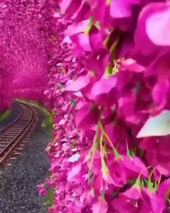 A stunning bougainvillea tunnel in Taiwan
