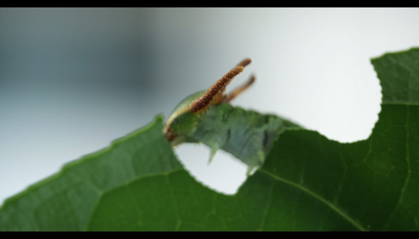 A tailed emperor (Polyura sempronius) eating a leaf with lightning speed