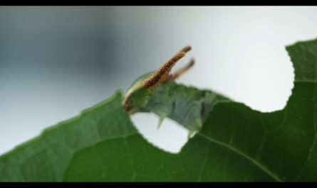 A tailed emperor (Polyura sempronius) eating a leaf with lightning speed