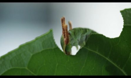 A tailed emperor caterpillar eating