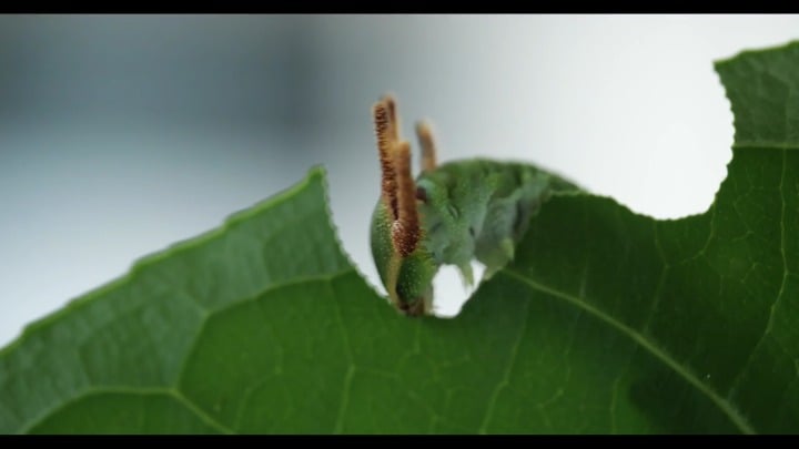 A tailed emperor caterpillar eating