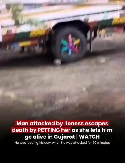 A terrifying wildlife encounter in Gujarat, India ended in a miraculous escape after a man survived nearly 30 minutes pinned beneath a lioness by remaining calm and gently petting the animal until it finally walked away