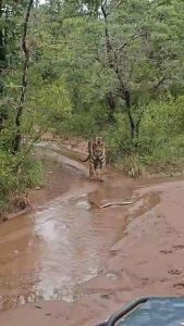 A tiger approaches a venomous cobra but backs away the moment it turns to face it.