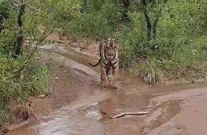 A tiger approaches a venomous cobra but backs away the moment it turns to face it.