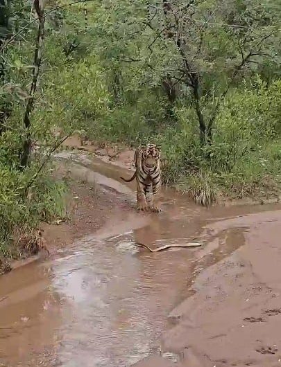A tiger approaches a venomous cobra but backs away the moment it turns to face it.