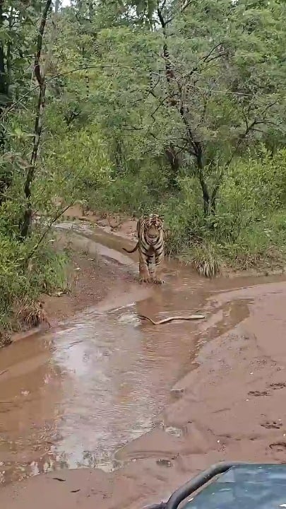 A tiger approaches a venomous cobra but backs away the moment it turns to face it.