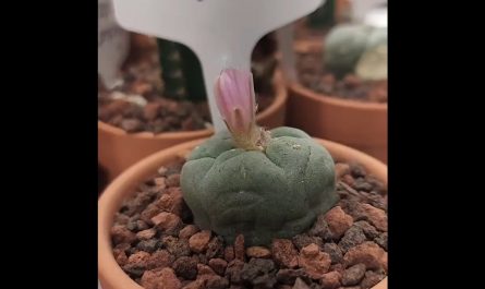 A time-lapse of a Peyote cactus (Lophophora williamsii) blooming. The plant can take up to 10 years of slow growth before producing its first flower.