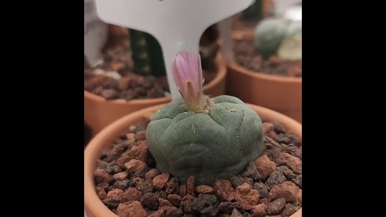 A time-lapse of a Peyote cactus (Lophophora williamsii) blooming. The plant can take up to 10 years of slow growth before producing its first flower.