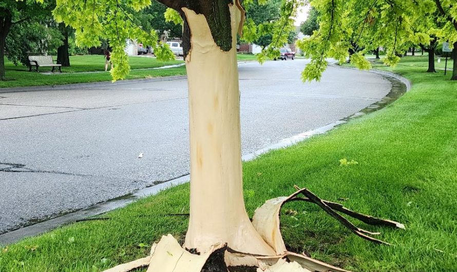 A tree in my neighborhood just got struck by lightning