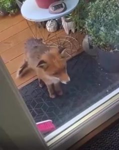 A woman gave a hungry fox food and he came back with friends