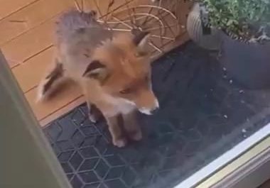 A woman gave a hungry fox food and he came back with friends