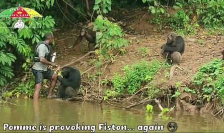 A young chimpanzee tried to intimidate the human, then the alpha stepped in to ease the situation.