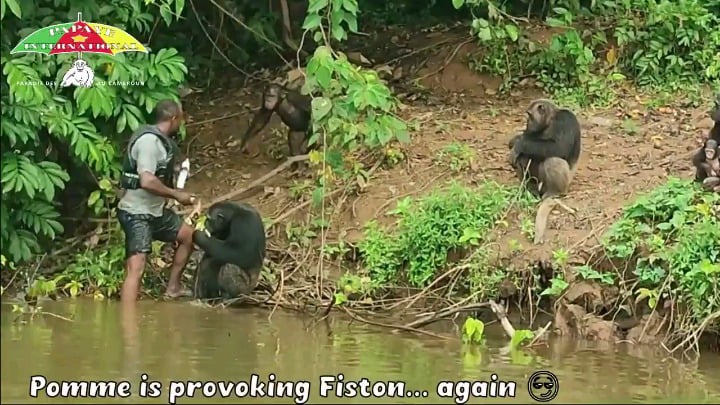 A young chimpanzee tried to intimidate the human, then the alpha stepped in to ease the situation.