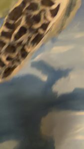 Adding the finishing touches to my turtle painting