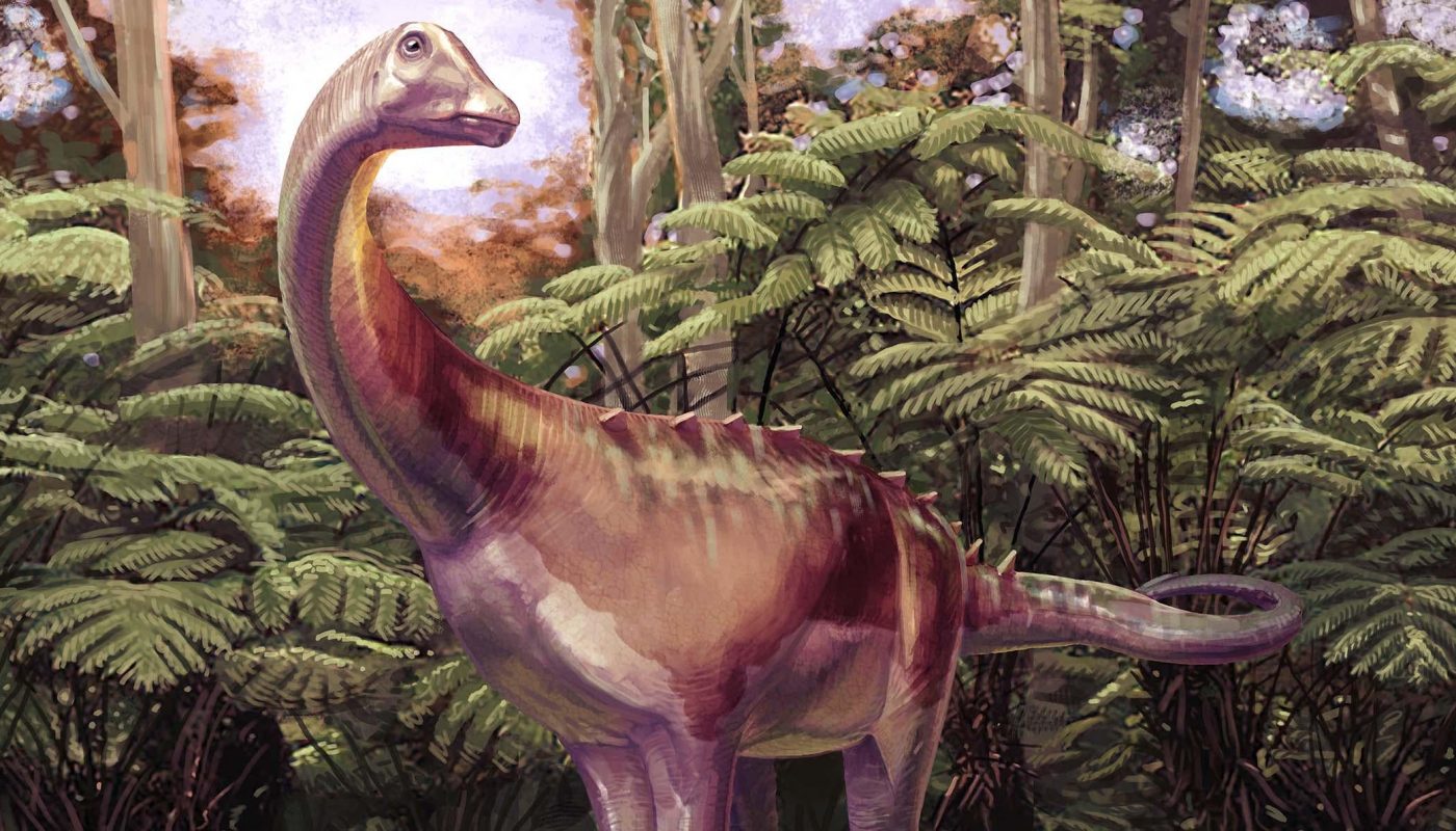 Amazing fossil discovery