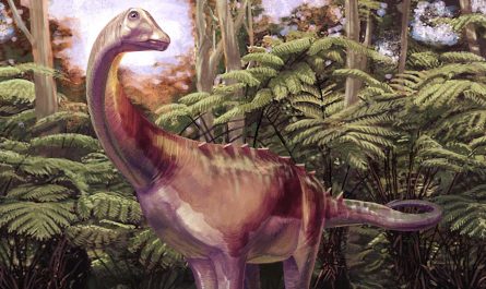 Amazing fossil discovery