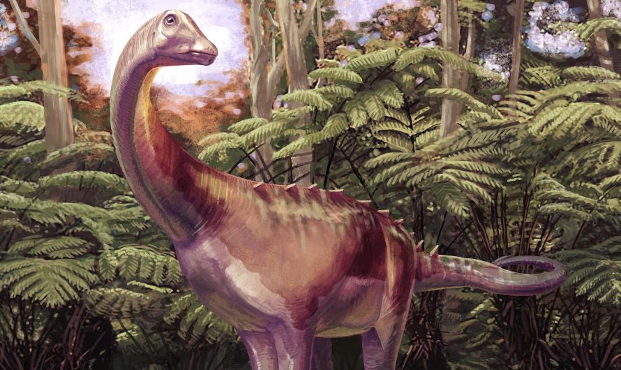 Amazing fossil discovery