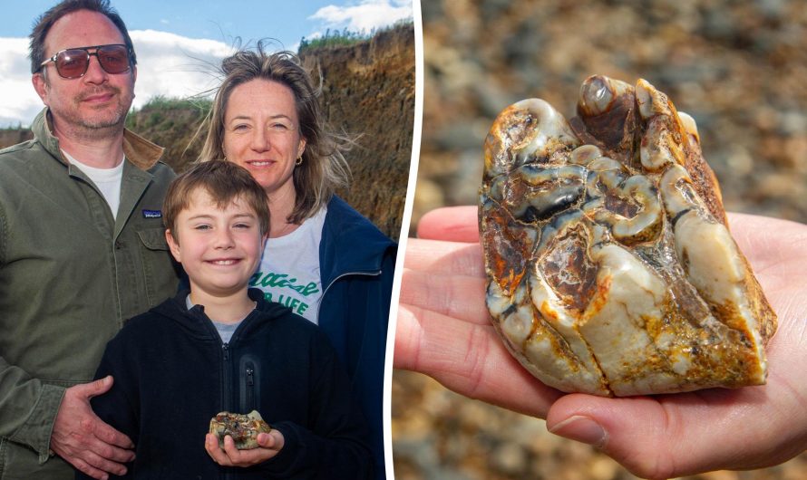An 11-year-old boy found a 1.8 million-year-old elephant tooth during a beach walk.