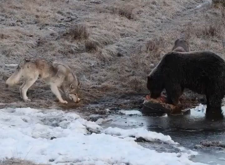 An American photographer filmed a wolf begging for food from a grizzly. The gray wolf saw the meat and in an instant turned into a playful puppy begging for a piece.