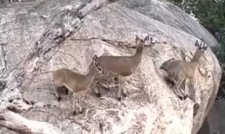 Antelope surviving strategy