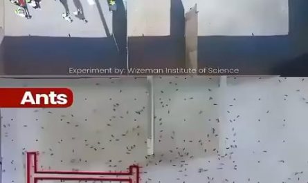 Ants vs Humans