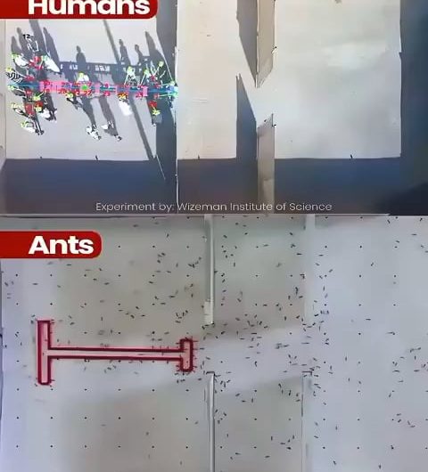 Ants vs Humans