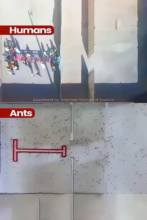 Ants vs Humans
