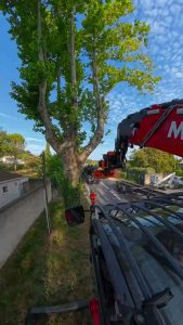 Arborist crew carefully cut and remove a rotting tree with a grapple saw excavator
