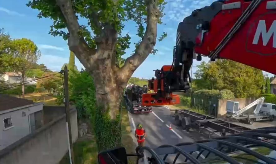 Arborist crew carefully cut and remove a rotting tree with a grapple saw excavator