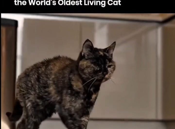 As of early 2026, the oldest living cat is Flossie, a British tortoiseshell born in December 1995, who is 30 years old. Officially recognized by Guinness World Records, she resides in the UK with her owner, Vicki Green, and is described as affectionate despite being deaf and having limited vision.