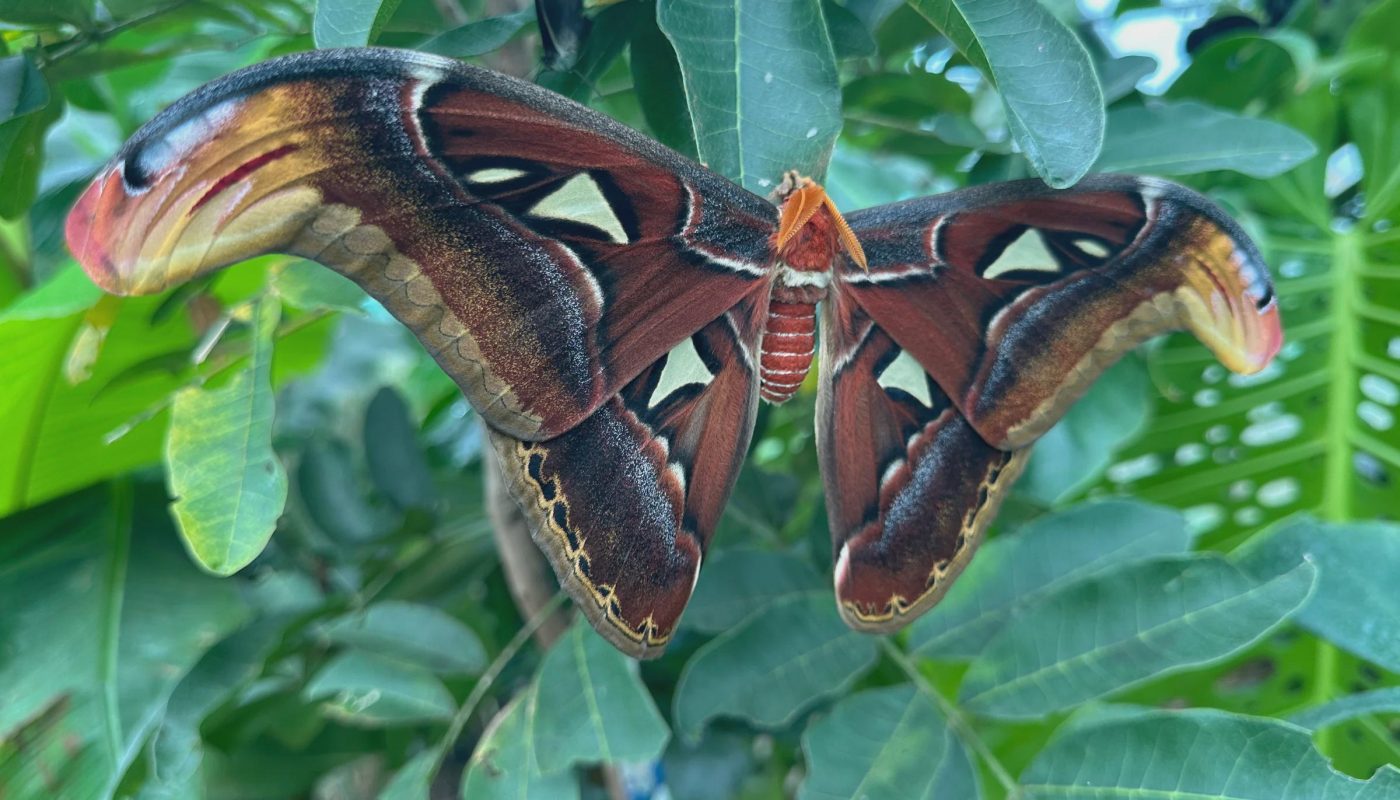 Atlas Moth