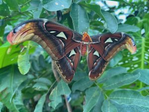 Atlas Moth