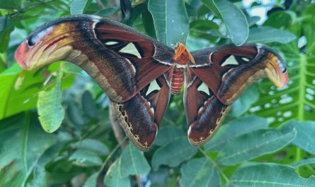 Atlas Moth