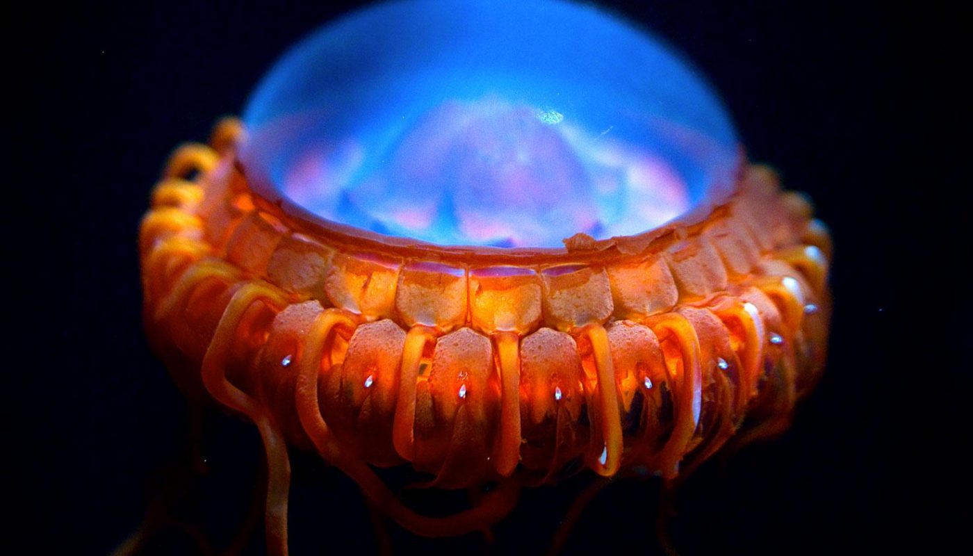 Atolla Jellyfish