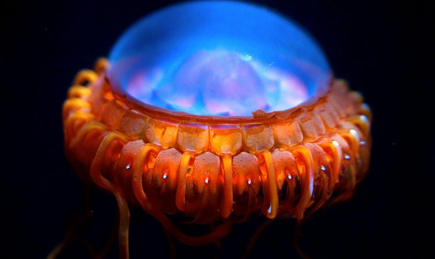 Atolla Jellyfish