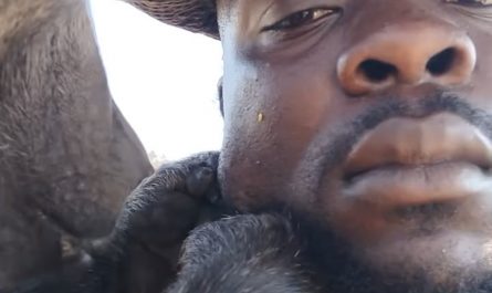 Baboon grooming human