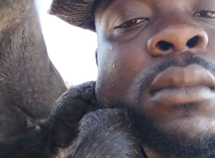 Baboon grooming human